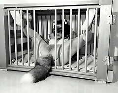 A day hither the life of a Kitten: Ep.1 - Squirting on say no to tail Bdsmlovers91